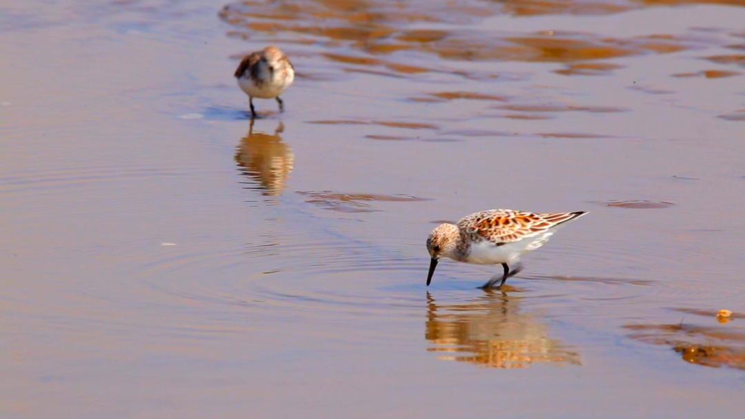 唐山灤南未來(lái)藍圖揭秘，最新規劃引領(lǐng)城市發(fā)展