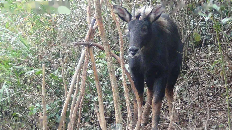 944cc資料免費大全四不像,專(zhuān)家解析意見(jiàn)_KUU23.556精選版