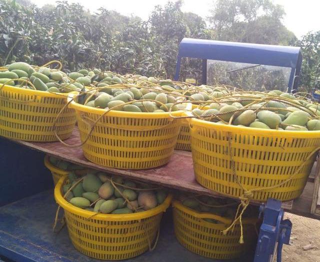 最新芒果品種揭秘，熱帶風(fēng)味的獨特魅力探索