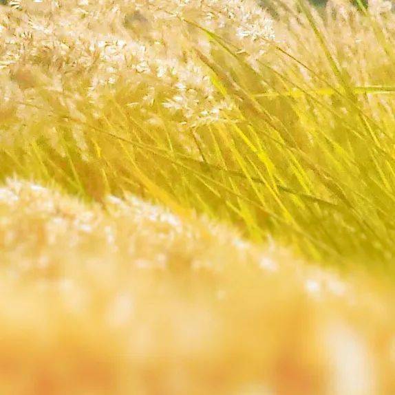 7777788888新澳門(mén)正版,實(shí)踐調查說(shuō)明_OTD27.575語(yǔ)音版