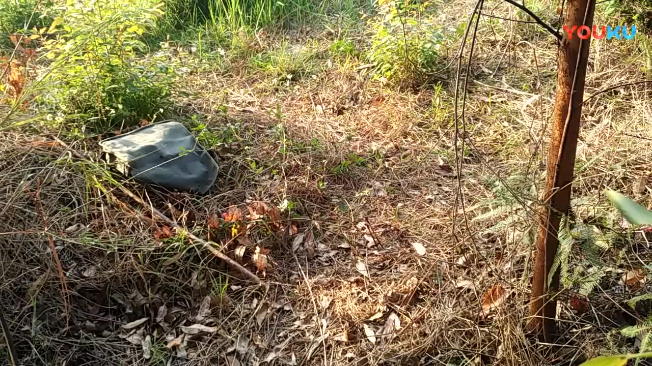 鷓鴣中套最新視頻，領(lǐng)略傳統藝術(shù)魅力的震撼登場(chǎng)！