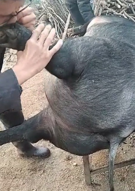 豬圈中的歡樂(lè )時(shí)刻，最新吹豬視頻集錦