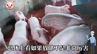 最新閹豬技巧步驟指南，專(zhuān)業(yè)方法與實(shí)用操作指南