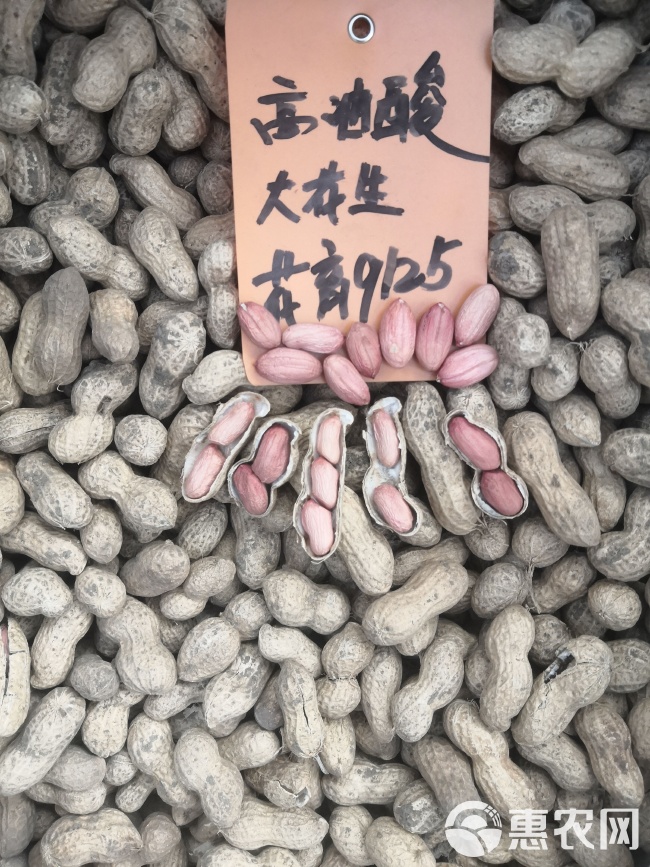 最新花生品種，小巷中的隱秘寶藏發(fā)現