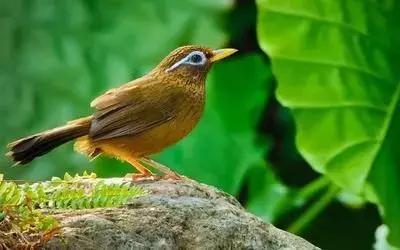 鎮雄房屋最新出售信息，家園變遷與自我成長(cháng)的自信成就