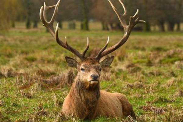 澳門(mén)四不像精準一肖一碼,機制評估方案_WJF85.745用心版