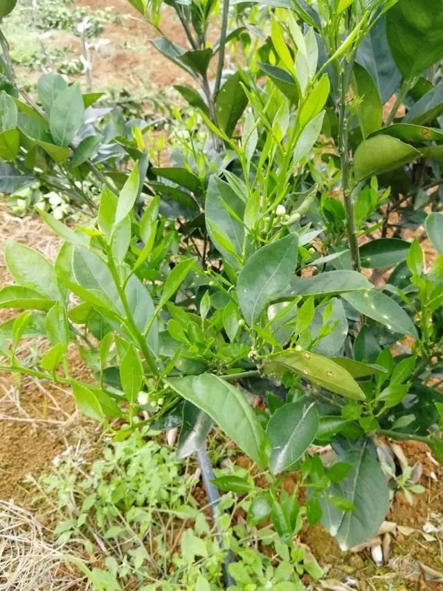 柑橘最新保果技術(shù)，開(kāi)啟探索之旅，勵志無(wú)限可能