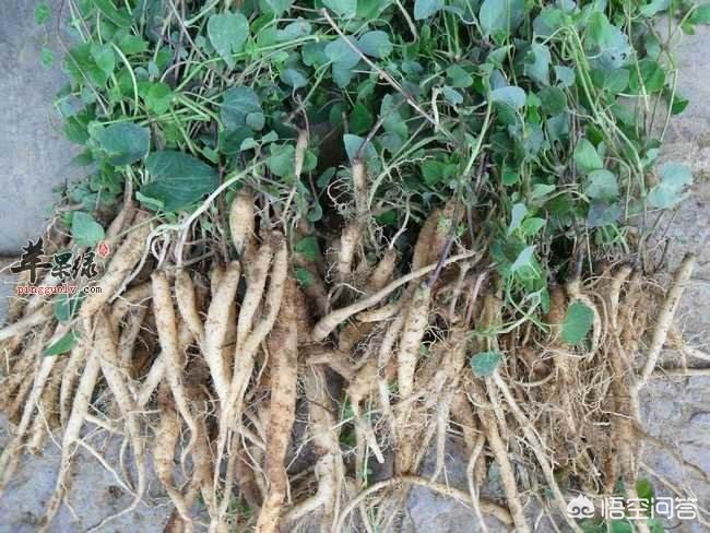 甘肅黨參最新價(jià)格動(dòng)態(tài)，市場(chǎng)走勢與影響因素分析