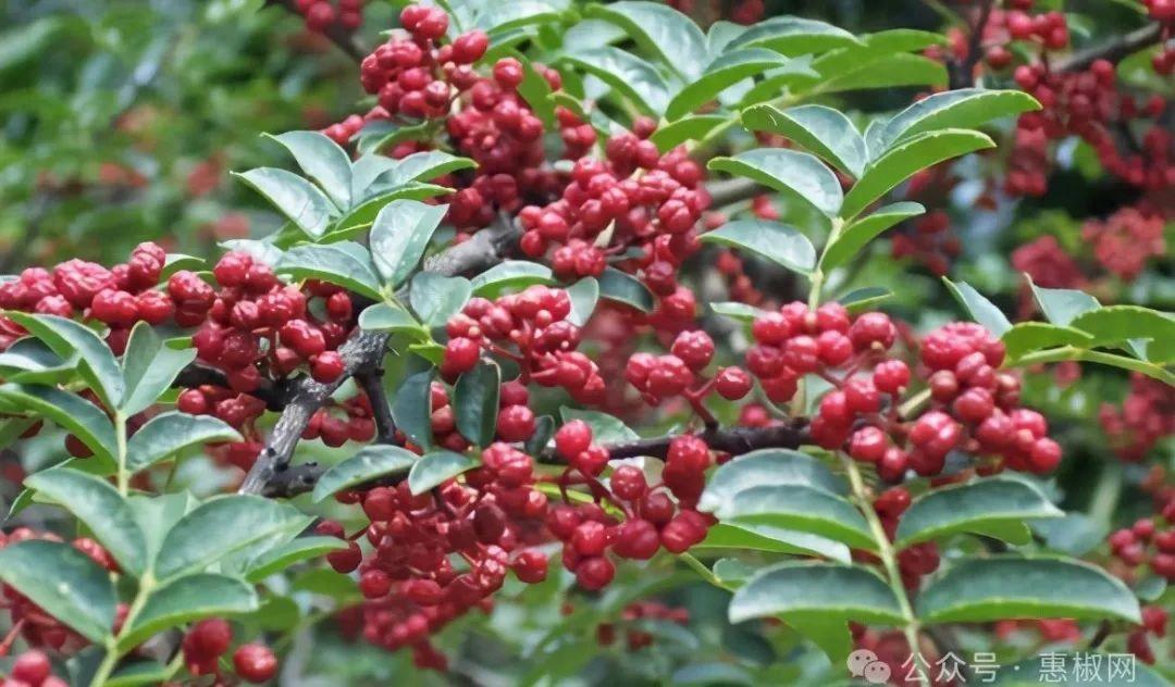 花椒價(jià)格最新行情2024，科技引領(lǐng)，椒香走向未來(lái)