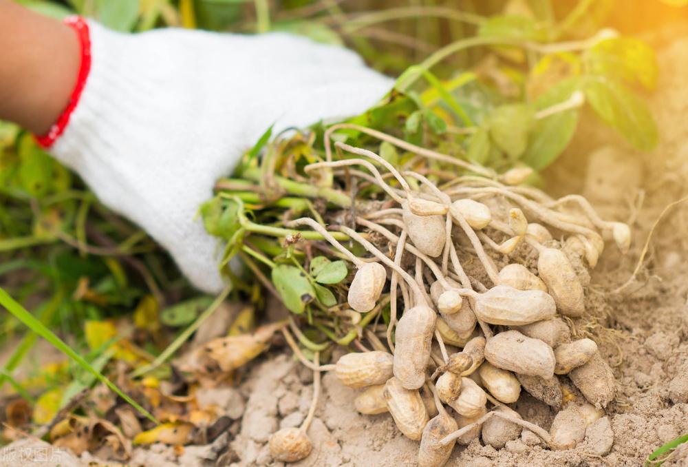 遼寧玉米最新價(jià)格動(dòng)態(tài)，變化中的機遇，學(xué)習成就自信與收獲