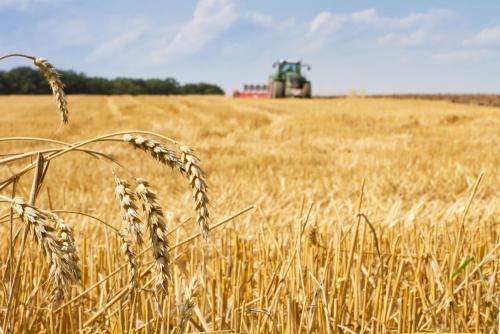 鶴壁小麥最新行情，科技引領(lǐng)農業(yè)新時(shí)代，市場(chǎng)智能體驗新篇章