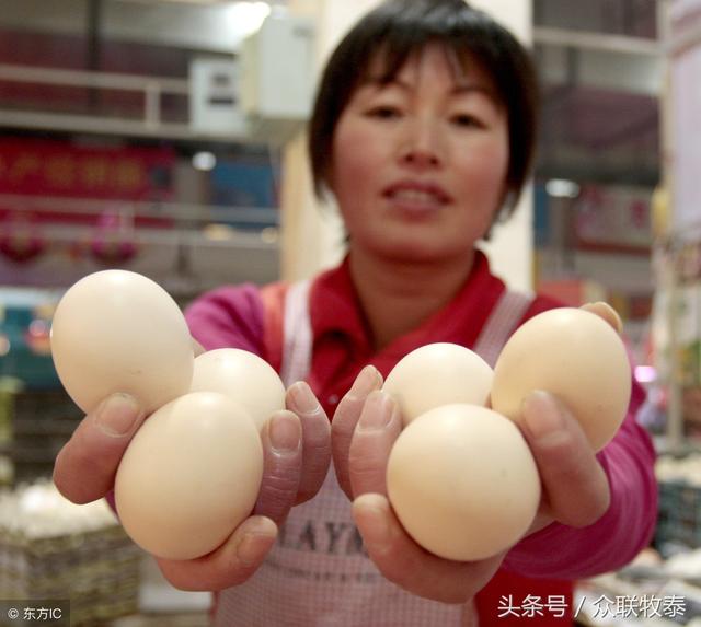 周口雞蛋今日最新價(jià)格，勵志故事背后的雞蛋價(jià)值探索
