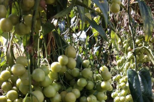 金果欖最新市場(chǎng)行情概覽