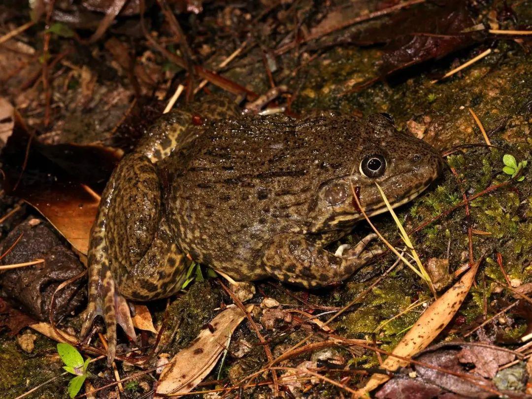 兩棲蛙蛙下載最新版，溫馨的蛙蛙奇遇之旅