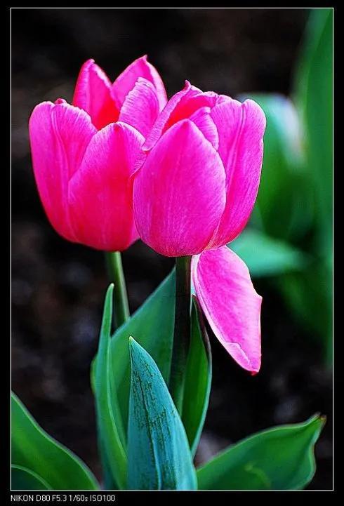 最新郁金香，小巷深處的芬芳馥郁之美