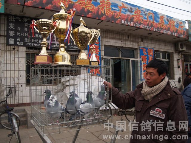 北京鴿市繁榮景象與發(fā)展趨勢揭秘，最新動(dòng)態(tài)與未來(lái)展望