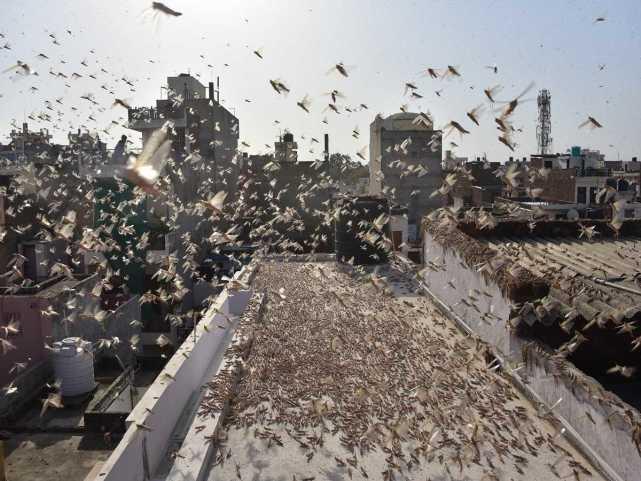 蝗蟲(chóng)最新動(dòng)態(tài)，蟲(chóng)群變化學(xué)習之旅，自信與成就感的伴隨成長(cháng)