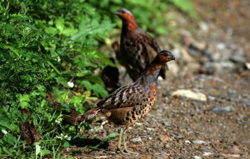 最新竹雞套，傳統與創(chuàng  )新的完美融合