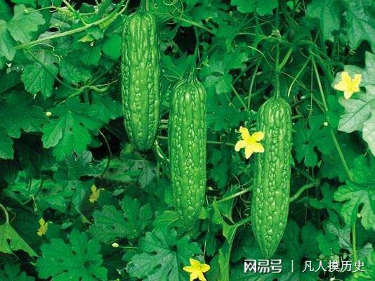 苦瓜最新網(wǎng)站，探索自然美景，尋找內心寧靜的輕松之旅