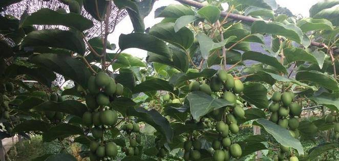 最新型果樹(shù)，小巷中的綠色寶藏與獨特風(fēng)味小店的探索