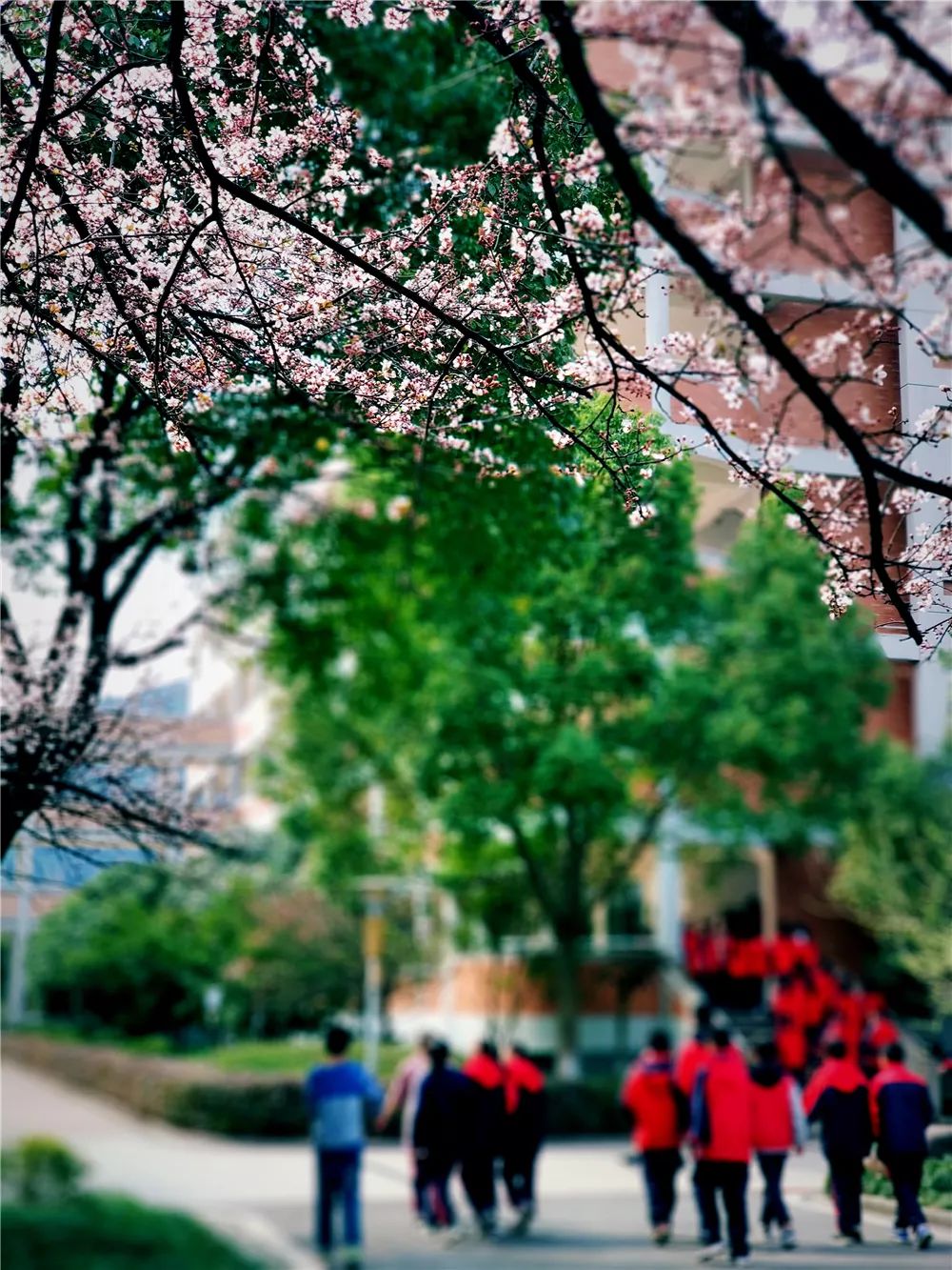 校園風(fēng)采新照，展現青春風(fēng)采的照片集錦