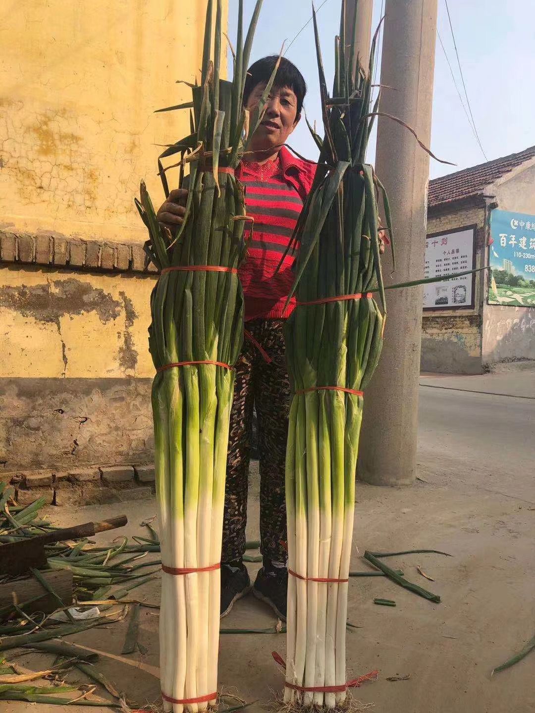 保定大蔥近期價(jià)格走勢，機遇與挑戰中的勵志力量