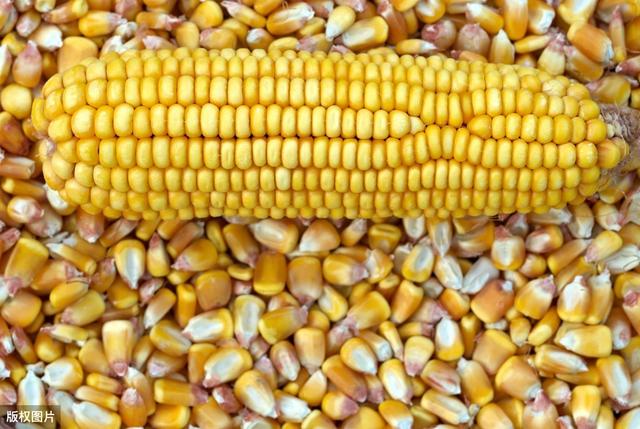 秋日玉米情緣，溫情故事與行情回顧