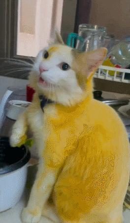 男友最新動(dòng)態(tài)，科技巔峰之作，引領(lǐng)未來(lái)生活新紀元風(fēng)潮