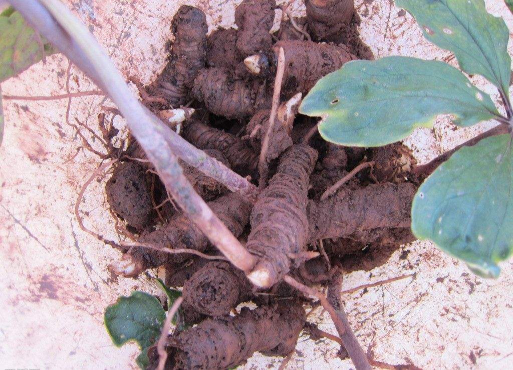 重樓最新價(jià)格全面解析與深度了解