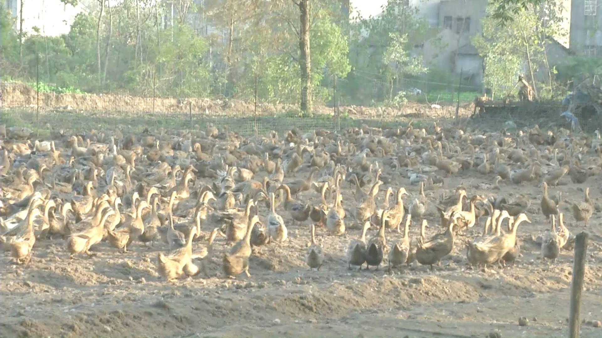 鴨蛋行情網(wǎng)，科技引領(lǐng)鴨蛋市場(chǎng)新時(shí)代