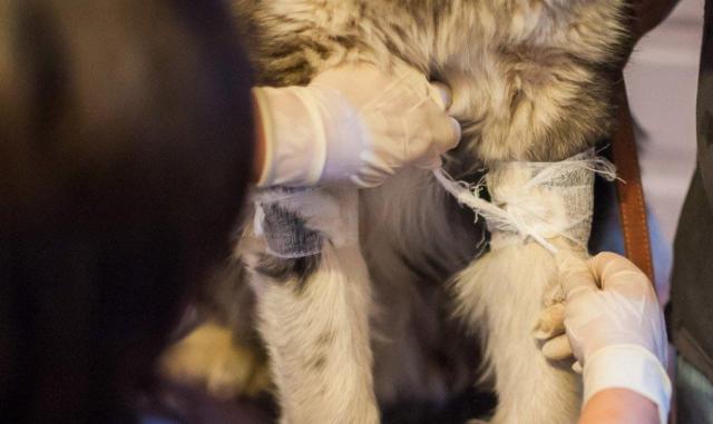 蘇州近期街邊情況，自然美景的心靈之旅體驗紀實(shí)