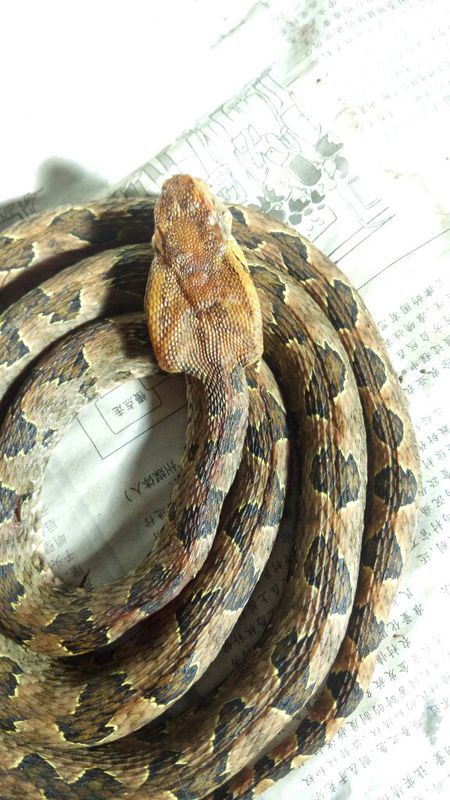 蛻變中的自信與成就，蛇的行情展望