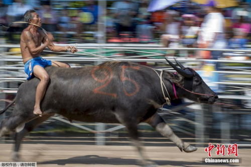 騎水牛比賽，傳統競技的魅力與爭議展現