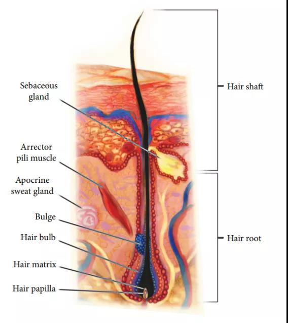 橫紋肌樣瘤最新治療技術(shù)，小巷深處的生命曙光