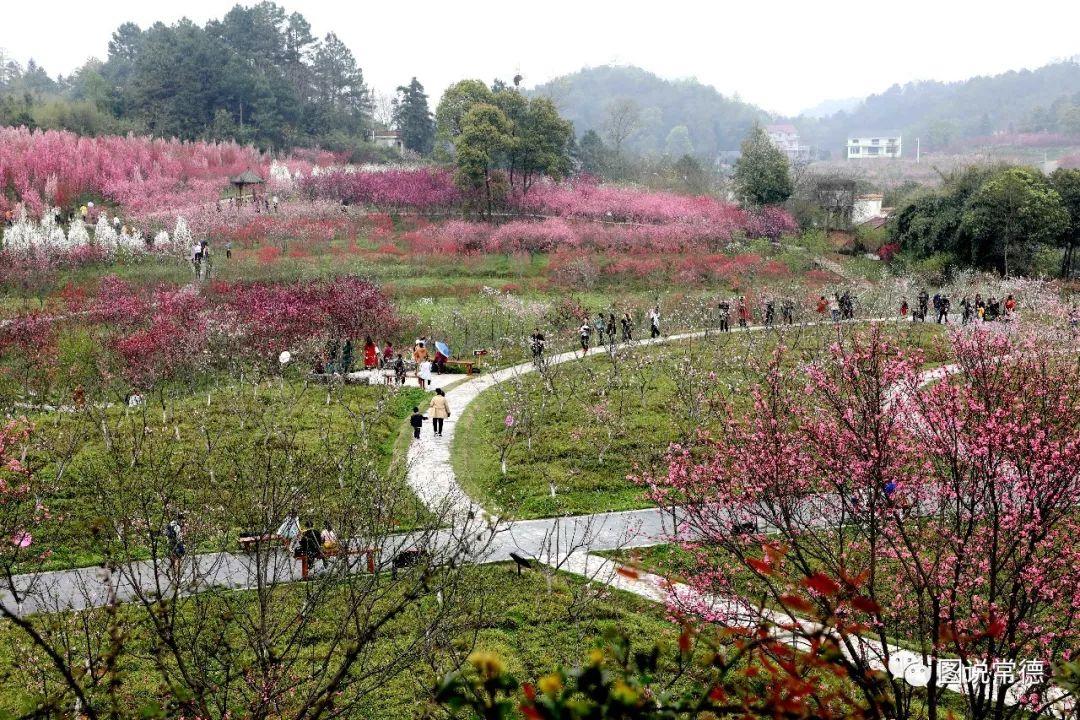 常德最新疫情動(dòng)態(tài)步驟指南，初學(xué)者與進(jìn)階用戶(hù)必讀