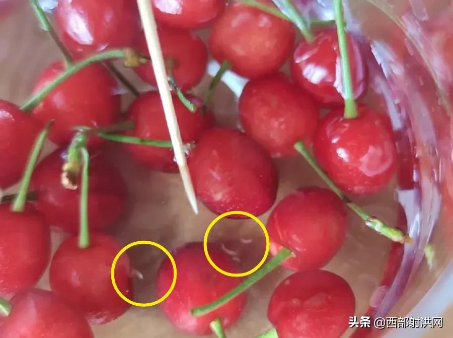 射洪上市公司，小巷深處的獨特風(fēng)味揭秘