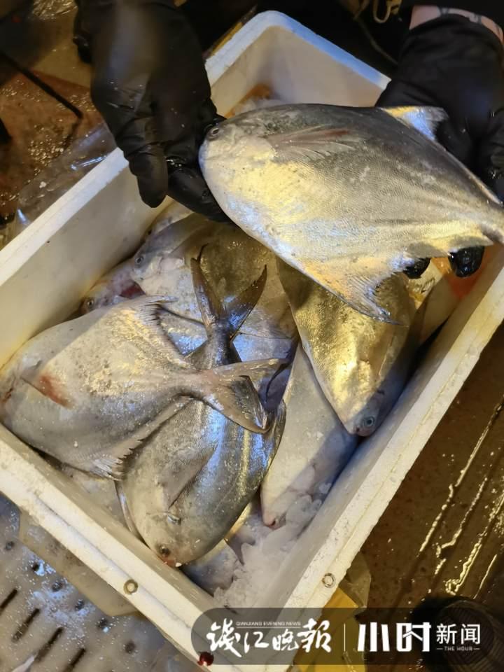 帶魚(yú)行情，一場(chǎng)海鮮盛宴的溫馨之旅