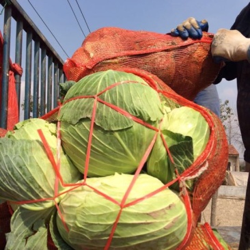 湖北包菜價(jià)格動(dòng)態(tài),湖北包菜價(jià)格動(dòng)態(tài)，一場(chǎng)尋找內心平靜的綠色之旅