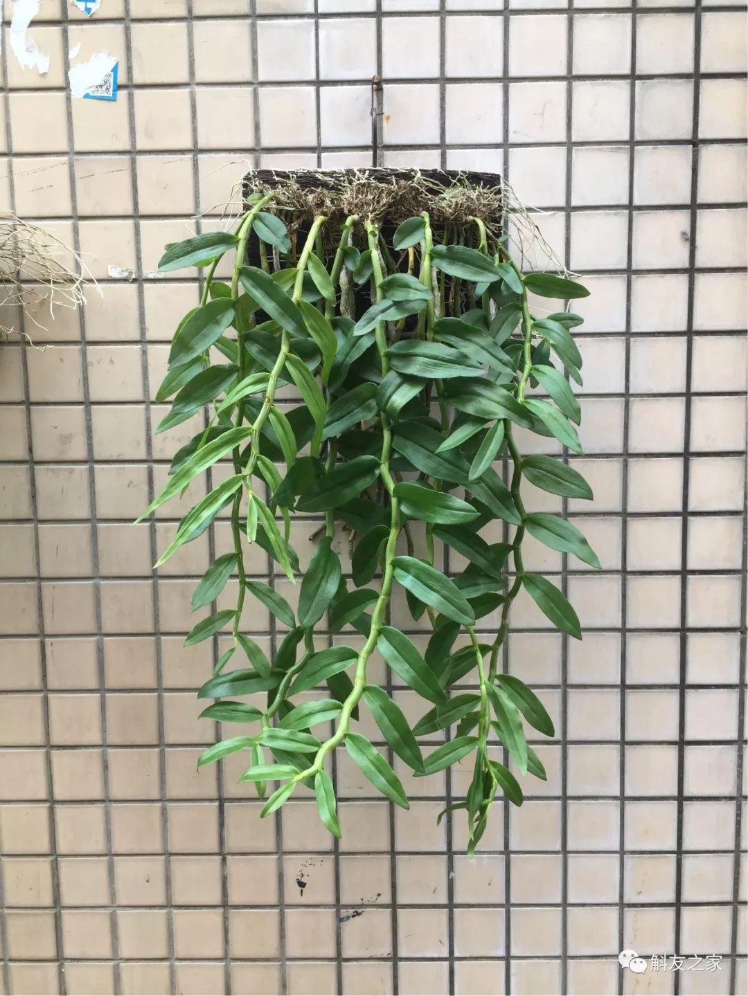 三寧復合肥最新報價(jià)及推薦，優(yōu)質(zhì)肥料選擇指南