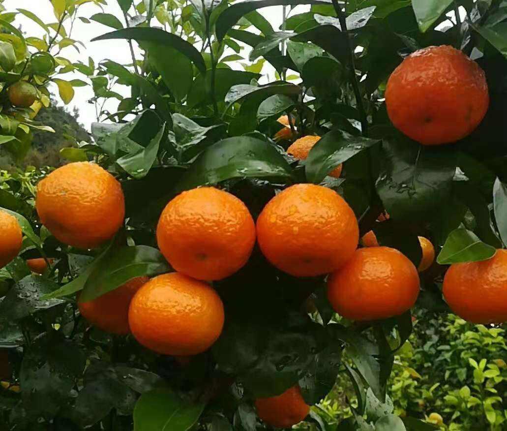 今年砂糖橘行情深度解析與觀(guān)察??