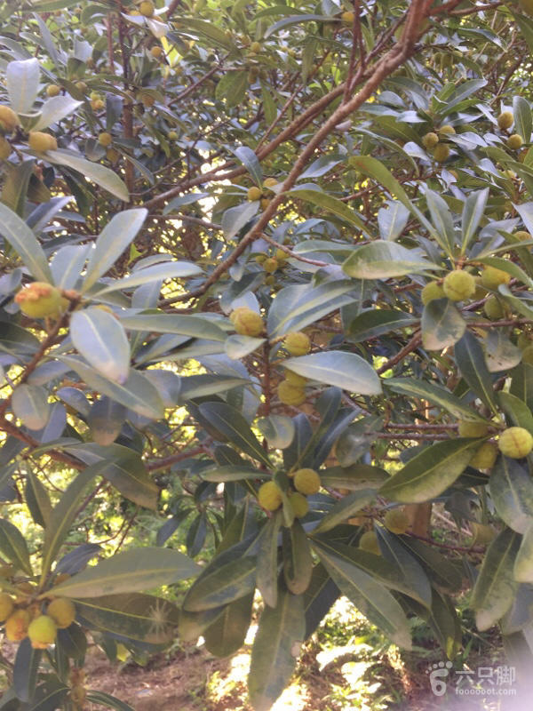 橫河大山搬遷最新動(dòng)態(tài)，力量重塑與未來(lái)希望