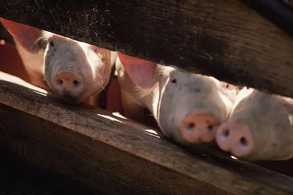 全國生豬市場(chǎng)價(jià)格動(dòng)態(tài)，變化中的機遇與挑戰的旅程