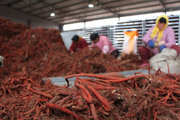 科技賦能下的丹參行情，生活因丹參而多彩