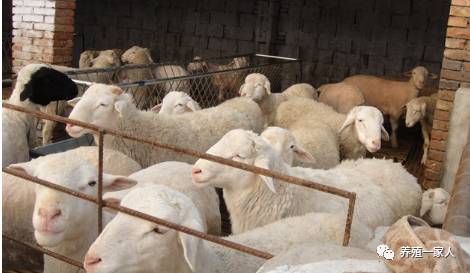 內蒙古活羊價(jià)格指南，如何了解與評估羊只價(jià)值