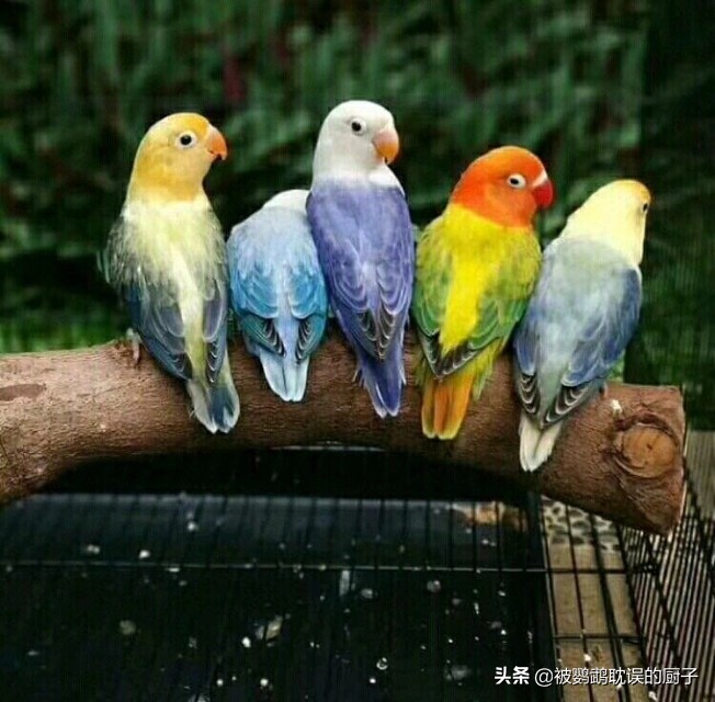 牡丹鸚鵡最新報價(jià)，市場(chǎng)走勢分析與選購指南