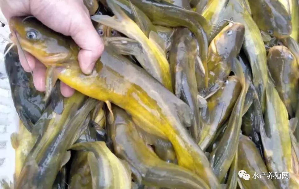鮰魚(yú)價(jià)格變遷背后的故事，行情變化中的自信與成就感探尋