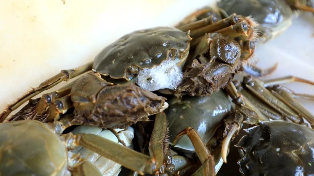 最新蟹類(lèi)養殖技術(shù),最新蟹類(lèi)養殖技術(shù)——科技重塑水生世界，開(kāi)啟蟹類(lèi)養殖新紀元