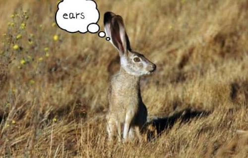 最新夜間捕獵兔子視頻，揭秘夜間捕兔三大要點(diǎn)深度解析