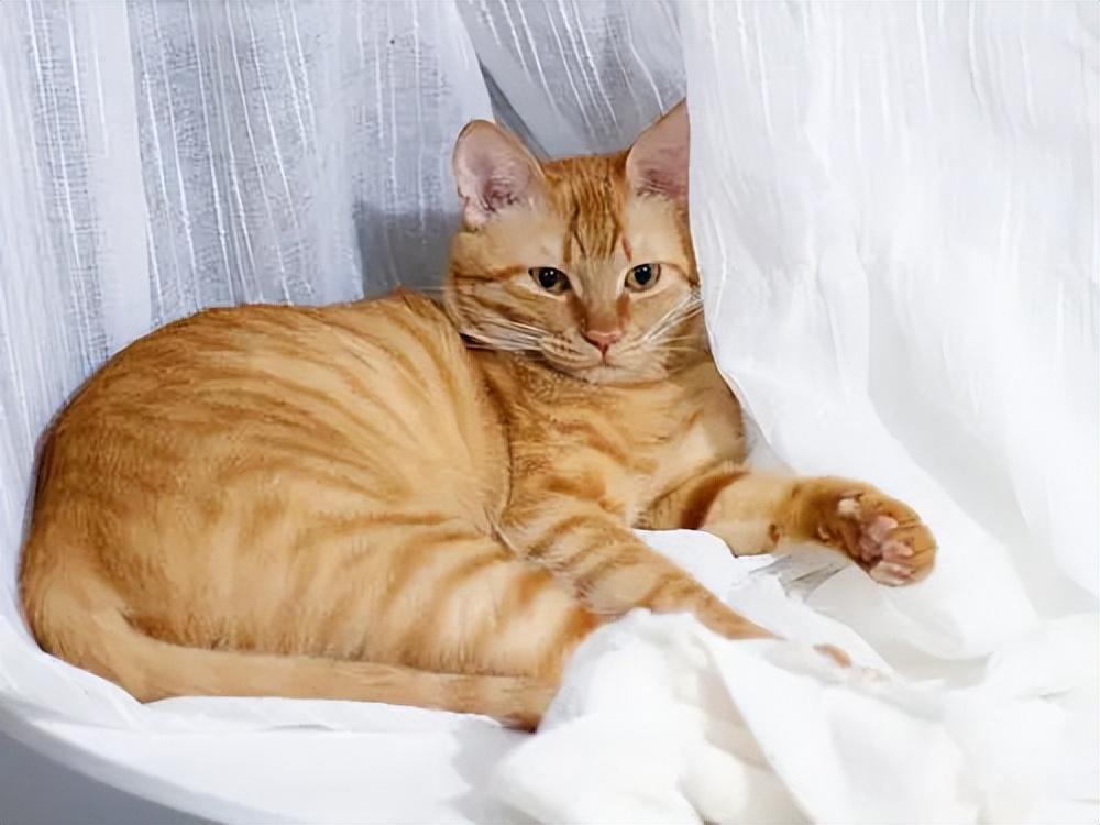 貓品種與價(jià)格，一場(chǎng)自然美景的探尋之旅