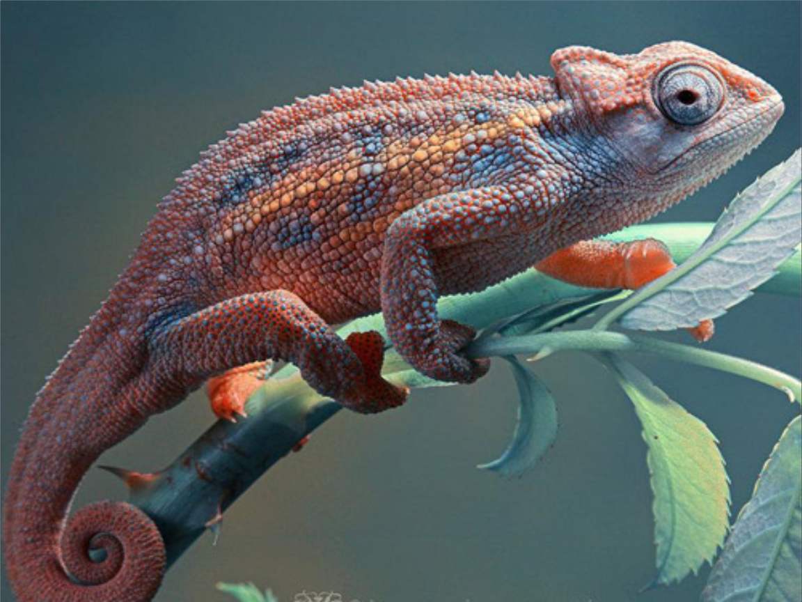 全新版變色龍，小巷中的神秘瑰寶